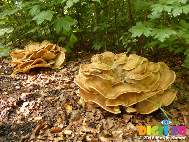 FZ031755 Big mushrooms